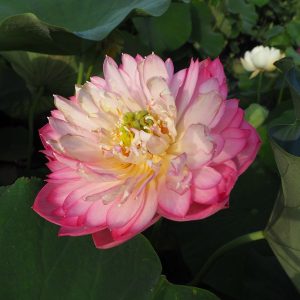 線香花火(せんこうはなび)桃・八重・碗蓮