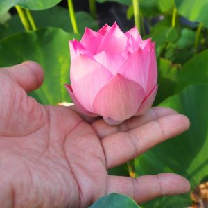 一寸法師（いっすんぼうし）・紅・一重・小型