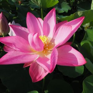 神降紅（じんりゅうこう）紅・一重・中型