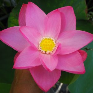 文(あや)桃・一重・中型・金太郎×竜洋・きれいな花