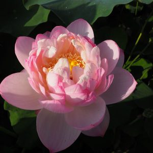 白桃(はくとう)白桃・八重・小型、桃のような花が咲きます