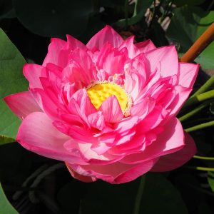 仏足蓮（ぶっそくれん）紅・八重・中型・日本在来種・「繍玉」