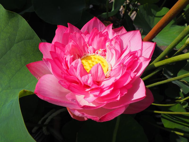 仏足蓮（ぶっそくれん）日本在来種・「繍玉」紅色・中型・八重 - 蓮道場