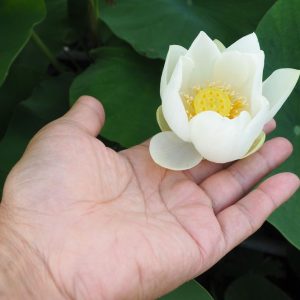 一丈青（いちじょうせい）白・一重・中型・中国北京市伝統保留品種