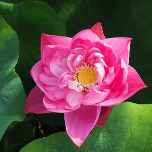 色彩(いろどり)桃・八重・碗蓮