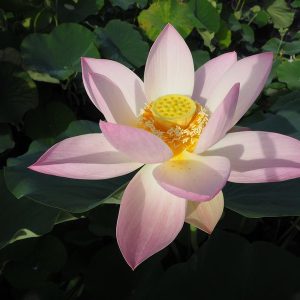 福(ふく)爪紅・一重・大型