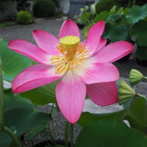 巨椋の炎（おぐらのほのお）紅・一重・大型・巨椋池品種・内田又夫氏育成
