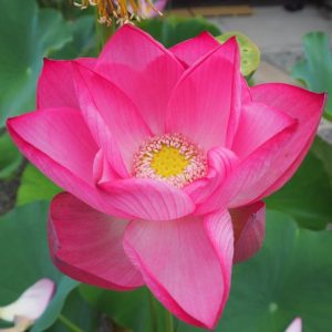 巨椋の紅輝（おぐらのこうき）濃桃・一重・大型 巨椋池品種