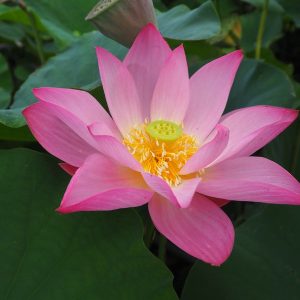 桃月蓮(とうげつれん)桃・一重・中型