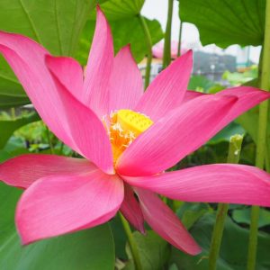 伊賀の炎（いがのほのお）濃紅・一重・中型・市田進一氏・明美の自然交配種