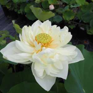 西湖蓮(さいこれん)白・八重・中型・日本在来種・旧名「詩仙堂西湖蓮」