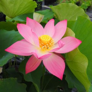 火花(ひばな)紅・一重・碗蓮・中国武漢市東湖風景区、東湖春暁の自然交配