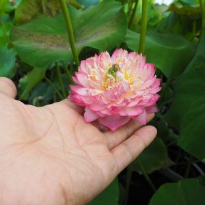茜雲(あかねぐも)紅・八重・小型