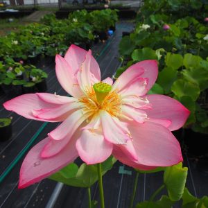 紅孔雀(べにくじゃく)黄紅・半八重・大型・王子蓮自然交配種・内田又男氏育成