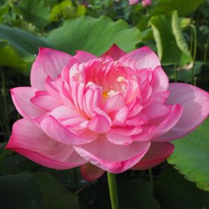 花園(はなぞの)桃・八重・中型