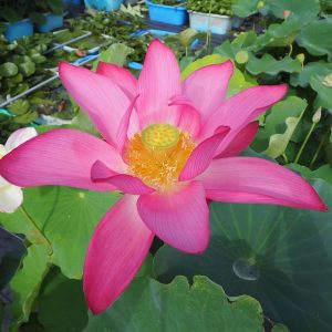 大使蓮（たいしれん）紅・一重・大型・中国無錫市への桜の返礼に叙敦信全権親善大使から種をわけられた