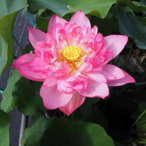卓上蓮（たくじょうれん）紅・八重・小型・中国杭州伝統品種