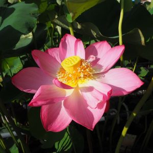漁山紅蓮(ぎょざんこうれん)桃・一重・大型・伝承種・中国の魚山由来説