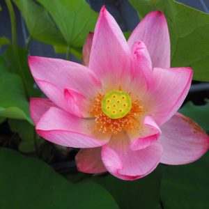 徳島紅蓮(とくしまこうれん)紅・一重・中型・徳島県在来種