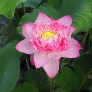 吉永（よしなが）桃色・八重・大型・とてもきれいな花