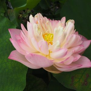 日和(ひより)桃・八重・中型