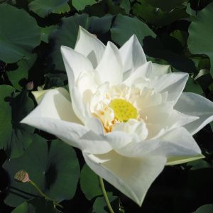 白龍蓮(はくりゅうれん)白・一重・大型