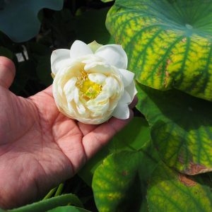 三盆（さんぼん）白・八重・小型