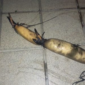麻機レンコン（あさはたれんこん）食用蓮根・静岡市葵区・家康も食べた品