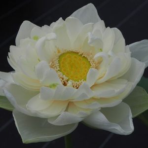 白牡丹（しろぼたん）白・八重・大型