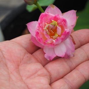 桜酔(おうすい)桃・八重・小型