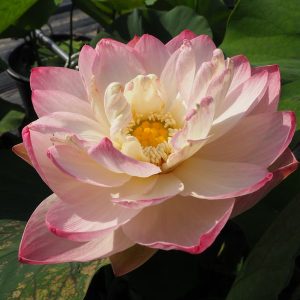 貴婦人(きふじん)爪紅・半八重・中型
