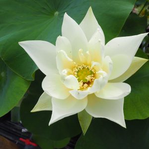 黄彩（こうさい）黄白・一重・小型