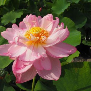 錦蘂蓮（きんずいれん）紅・八重・中型・日本在来種
