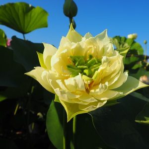 香雪海（こうせつかい）黄白・八重・小型・中国南京芸蓮苑