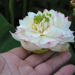 頭緑芙蓉（ずりょくふよう）白・八重・碗蓮・中国武漢植物研究所