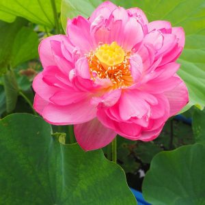 紅艶三百重(こうえんさんびゃくえ)紅・八重・小型・中国・花弁が約280枚