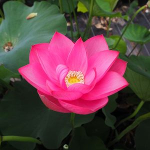 光華（こうげ）桃・一重・中型