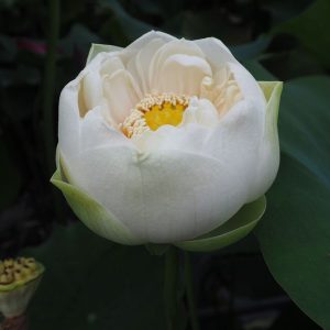 白兎（しろうさぎ）白・八重・大型