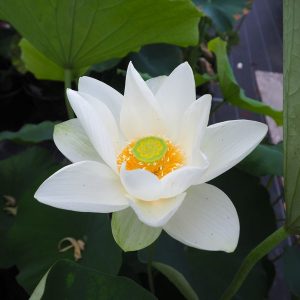 商校東（しょうこうひがし）白・一重・中型・巨椋池品種・この名前で導入したもの