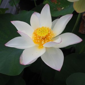金輪蓮（きんりんれん）爪紅・一重・中型・日本在来品種・旧名「法華寺蓮」