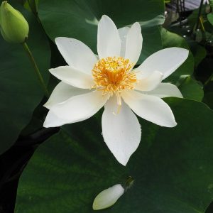 白雪姫(しらゆきひめ)白・八重・中型・杉山元彰氏育成・厦門碗蓮×緑風