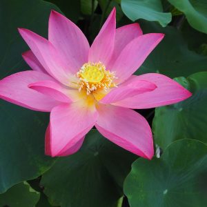 紅娃蓮（こうあいれん）桃・一重・中型・中国武漢市東湖風景区・娃娃蓮の自然交配種