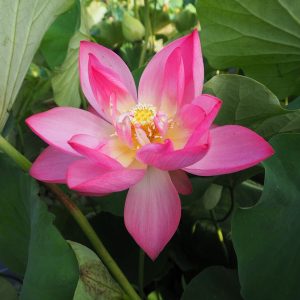 京紅（きょうべに）紅・一重・小型