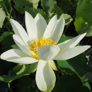 黄鶴蓮（こうかくれん）黄白・一重・大型・アメリカ黄蓮の一種・石田精華園育成