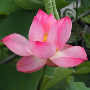 巨椋の華（おぐらのはな）桃・一重・中型・巨椋池品種