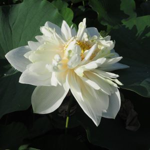 白芍薬蓮(しろしゃくやくれん)白・八重・中型・伝承品種・日本から中国への贈答品種