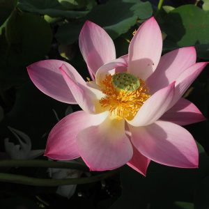 瑞蓮(ずいれん)桃・一重・中型