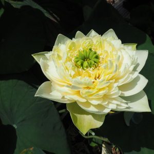 黄牡丹（きぼたん）黄白色・八重・小型・中国南京芸蓮苑・友誼牡丹の自然交配種