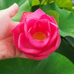 紅冠(こうかん)紅・一重・中型 趣味家交配・とにかく鮮やかな濃い紅