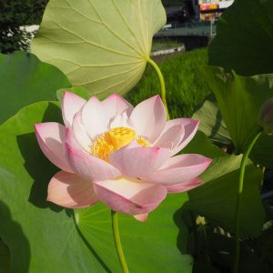 食用桃紅（食用）桃・一重・中型